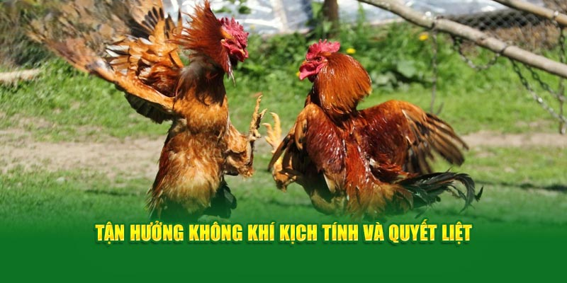 Đá Gà 69VN – Hành Trình Đam Mê Với Những Trận Đấu Kịch Tính